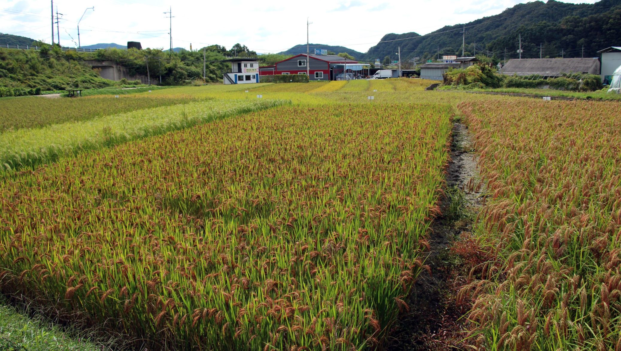 우보